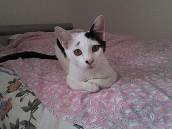 家にきたころの「福来三郎（ふきさぶろう）」