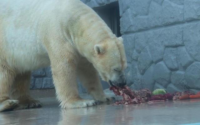 お肉からガッツリいただく「肉の日」の食事タイム＝2023.10 日本平動物園