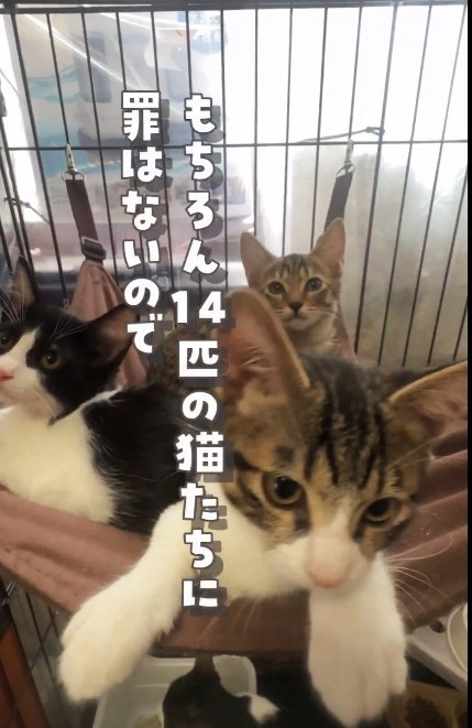 今回遺棄された14匹の子猫たちに罪はない（「ねこ大家」さん提供、Xよりキャプチャ撮影）