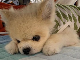 みんなを見張りたいのに…うう、眠い…　ポメラニアン「めい」