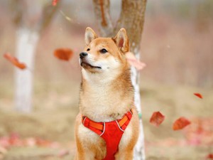 最後のお風呂は私と2人。水嫌いの彼が大人しく洗わせてくれたから、私は夢を諦めない