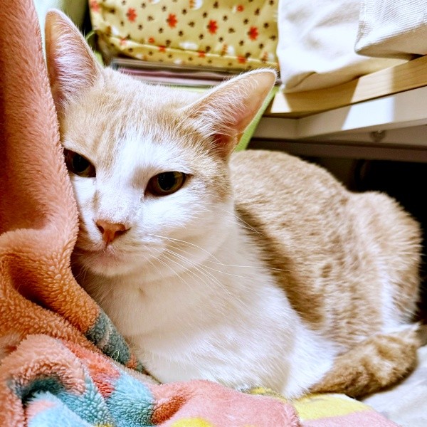 毛布に頬を寄せるレンくん（画像提供：ともさん）