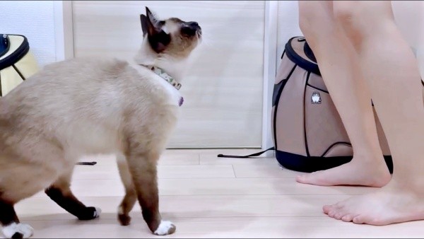 再び、飼い主さんを追いかけてきたROCKくん（画像提供：yu-kaさん）