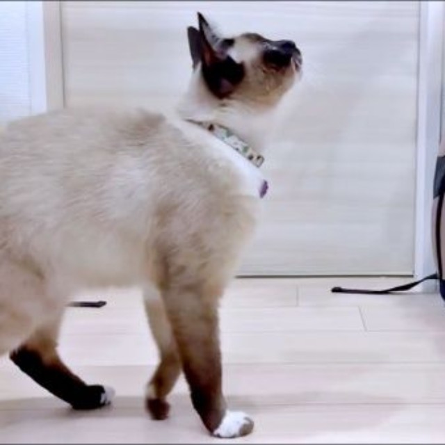 再び、飼い主さんを追いかけてきたROCKくん（画像提供：yu-kaさん）
