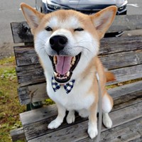 元気いっぱい！ リボンのチョーカー:がよく似合うコテツくん（画像提供：なにゃーさん）