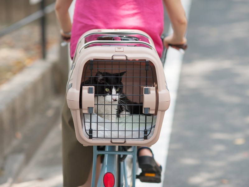 「病院の帰り道、おばちゃんはよくたい焼き買ったな」（小林写函撮影）