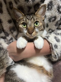 抱っこされるまーちゃん（画像提供：保護猫ま～ちゃんさん）