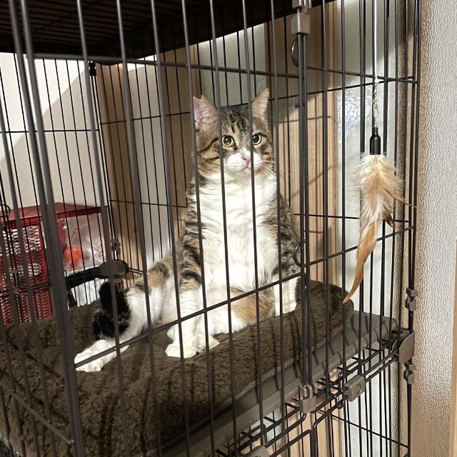 保護後は穏やかに過ごしたドラえもんくん