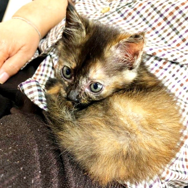 子猫時代、飼い主さんのお母さんの膝上でくつろぐみりんちゃん（画像提供：みりん たいやきさん）