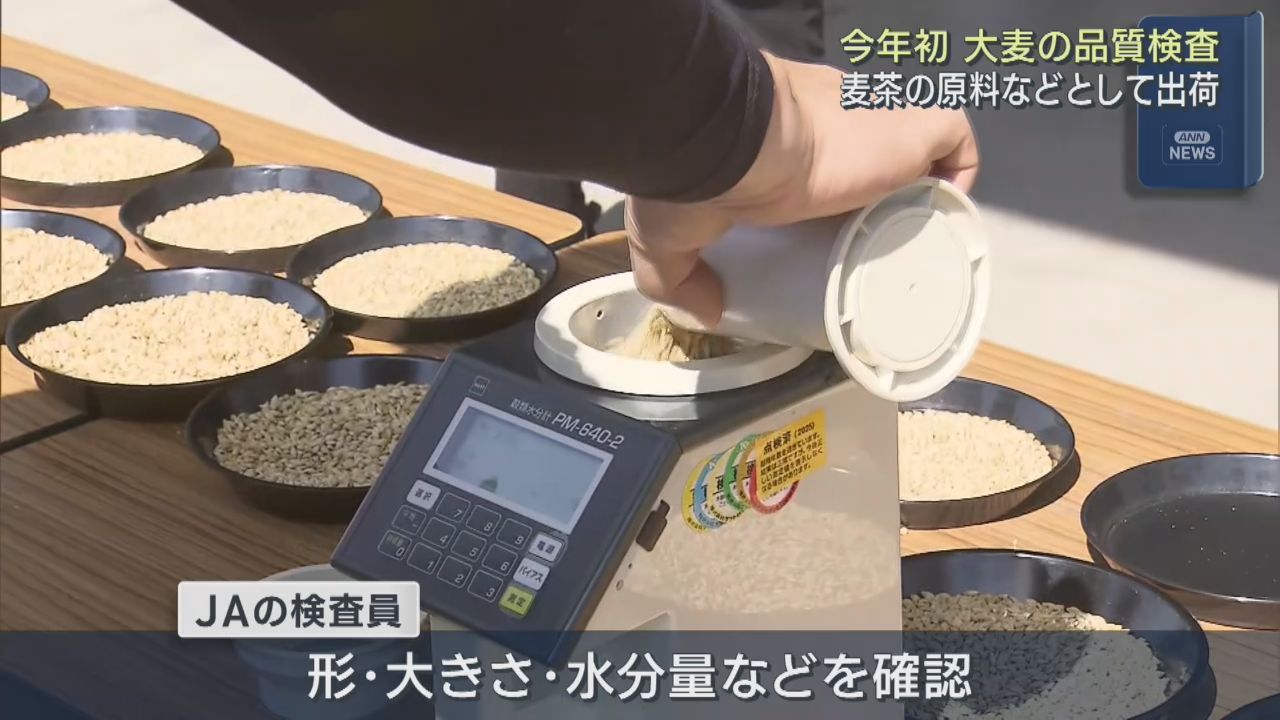 大麦の産地　宮城・石巻市で品質検査