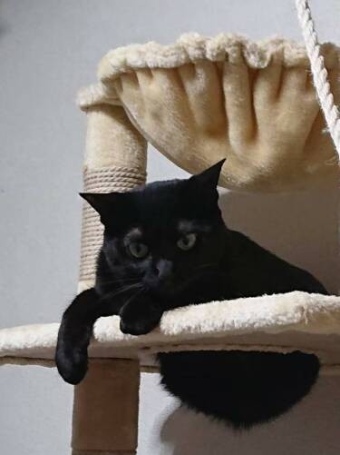 家の猫の中で一番若い（４歳の）雌猫の三番は、裏の居酒屋さんで保護。女性の来客の時は出ていかないけど、男性客の時はシッポをぴんと立てて歓迎するのだとか。私の取材時は出てきませんでした。「号泣！」（成田さん提供）