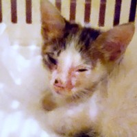 保護当時、猫風邪をひいていたあずきくん（画像提供：バニラさん）