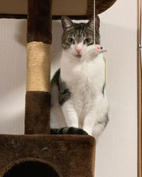 キャットタワーから熱い視線を送る