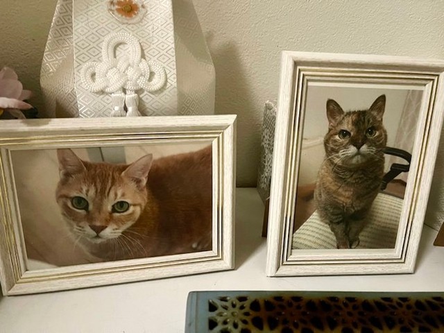 その後、紅茶くん（左）と豆茶ちゃん（右）は天寿を全うするまでの20年、ご夫妻と一緒に幸せに暮らした（画像提供：猫整体　キュベレイさん）