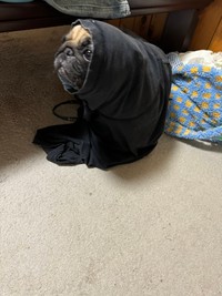 Tシャツの中にくるまりE.Tみたいになってるうめちゃん（提供：うめちゃん日記さん）