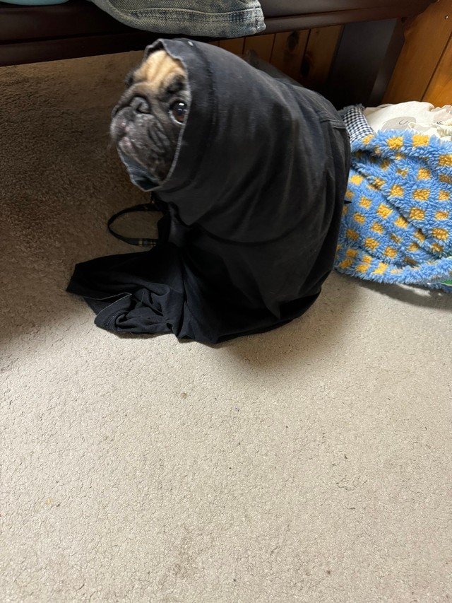 Tシャツの中にくるまりE.Tみたいになってるうめちゃん（提供：うめちゃん日記さん）