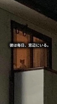 はるくんは、里親さんの帰りを毎日窓辺で待っているという（保護猫シェルター「はぐみぃハウス」さん提供、Instagramよりキャプチャ撮影）