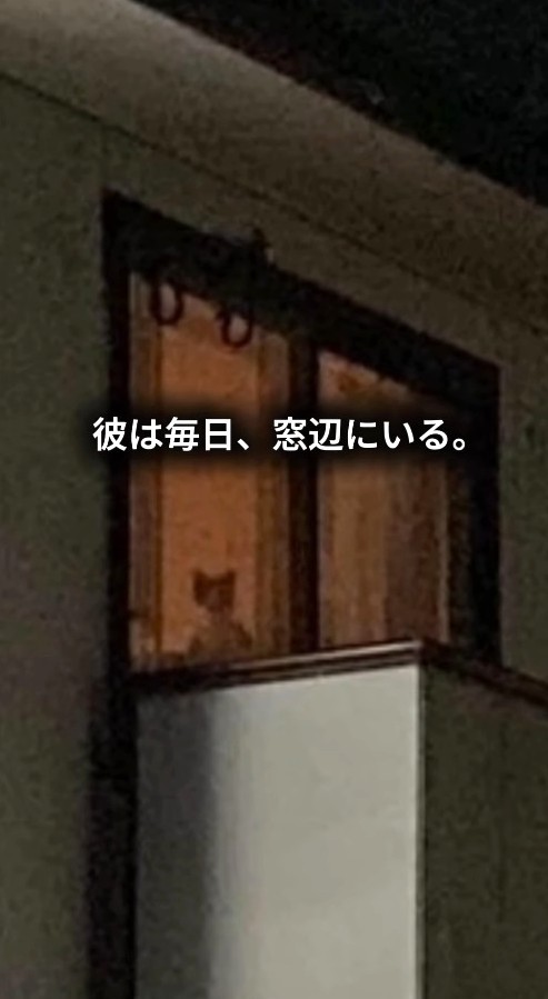 はるくんは、里親さんの帰りを毎日窓辺で待っているという（保護猫シェルター「はぐみぃハウス」さん提供、Instagramよりキャプチャ撮影）