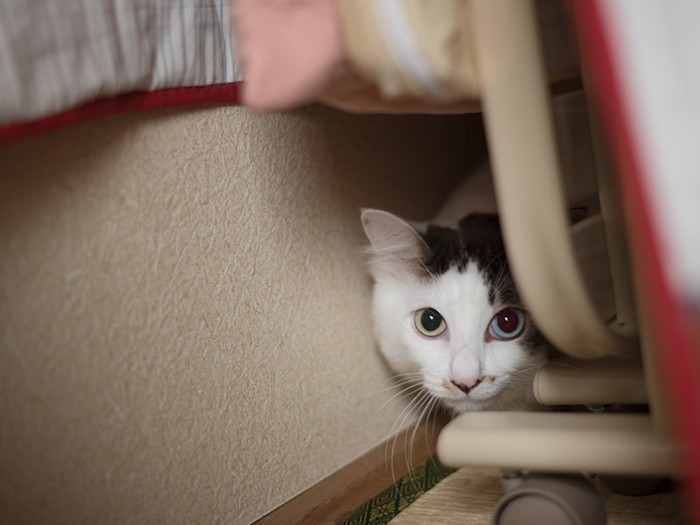 「へへ、こういうところに隠れるの得意なんだ」（小林写函撮影）