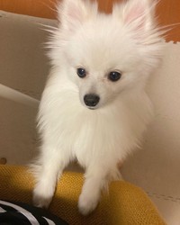 ご主人との攻防戦の末、諦めて寝ていたこむぎくん（提供：ポメラニアンのこむぎさん）