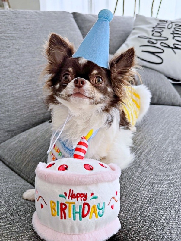 誕生日を迎えたうにくん（画像提供：チワワのうに: uniさん）