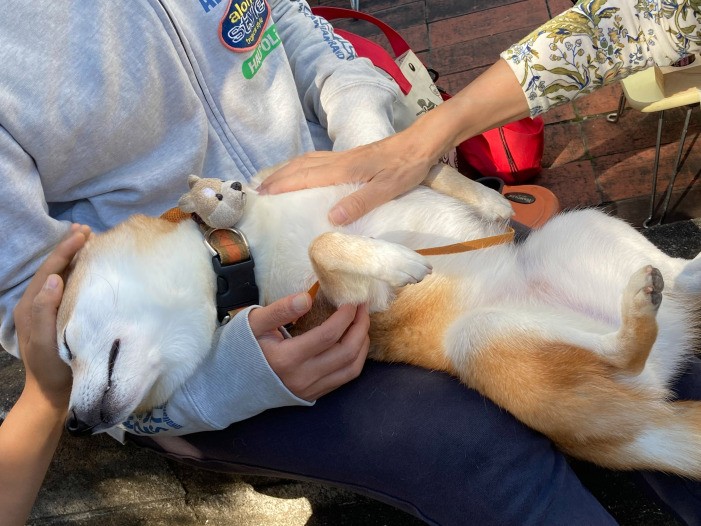 接触が苦手な柴犬も社会化でマッサージ好きになることも