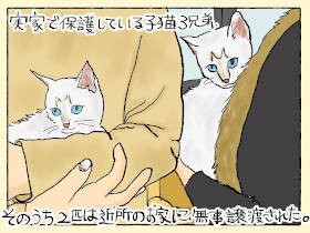 母リツコが保護した子猫～ズ、無事２匹が卒業　猫らのおかげで、母もヒトらしく進化