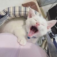 にゃ〜ん・・・おやすみ〜＝shiroi_shirasuさん提供