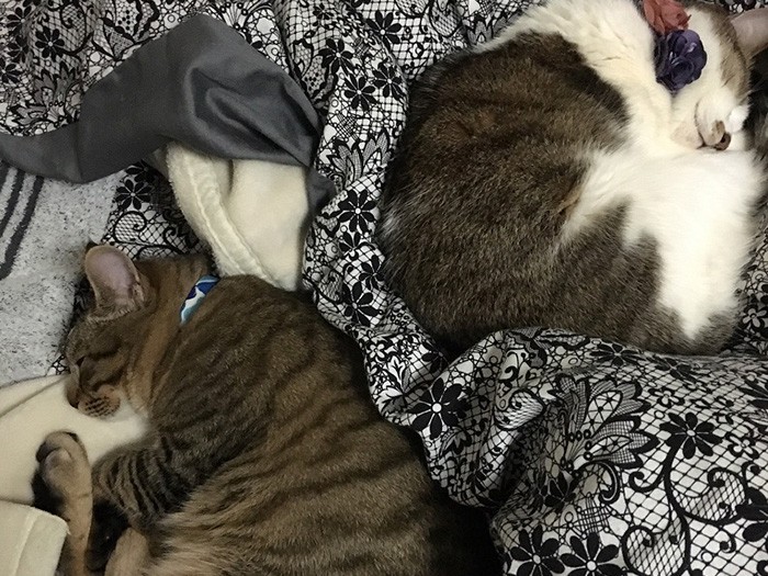 カリンお姉ちゃんと