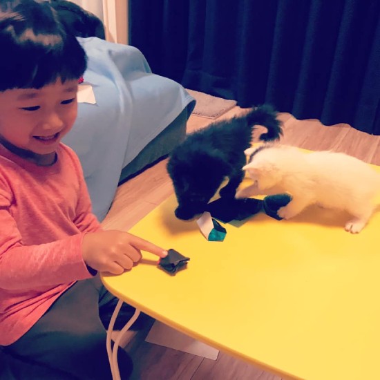 折り紙を猫ちゃん兄弟に教えてあげる小さなママ。猫ちゃんたちに蹴散らされる、笑