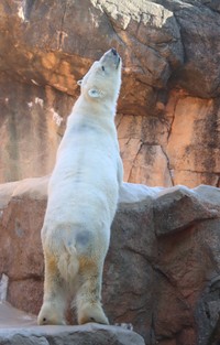 立ち上がったバニラ