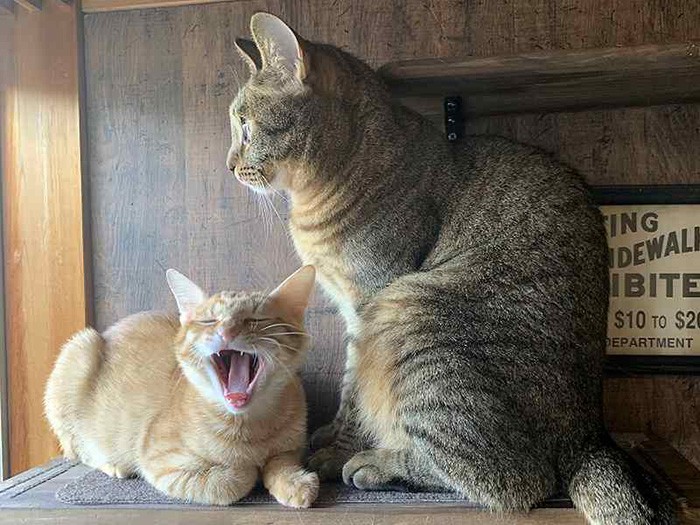 レオお兄ちゃんが大好き