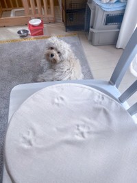 じっと見上げてくるビールちゃん（画像提供：inu_beer(@inu_beer)さん）