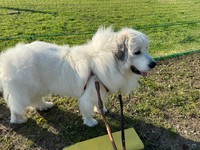 幼い女児から執拗につきまとわれた挙句、「石」を投げつけられたという、体重45kgのグレートピレニーズの女の子、セレネちゃん（画像提供：セレネちゃんの飼い主さん）