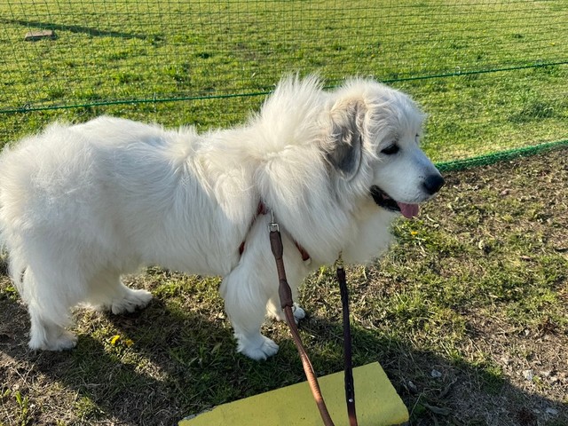 幼い女児から執拗につきまとわれた挙句、「石」を投げつけられたという、体重45kgのグレートピレニーズの女の子、セレネちゃん（画像提供：セレネちゃんの飼い主さん）