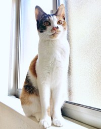 窓辺にたたずむむすびちゃん（画像提供：くろとらたきびさん）