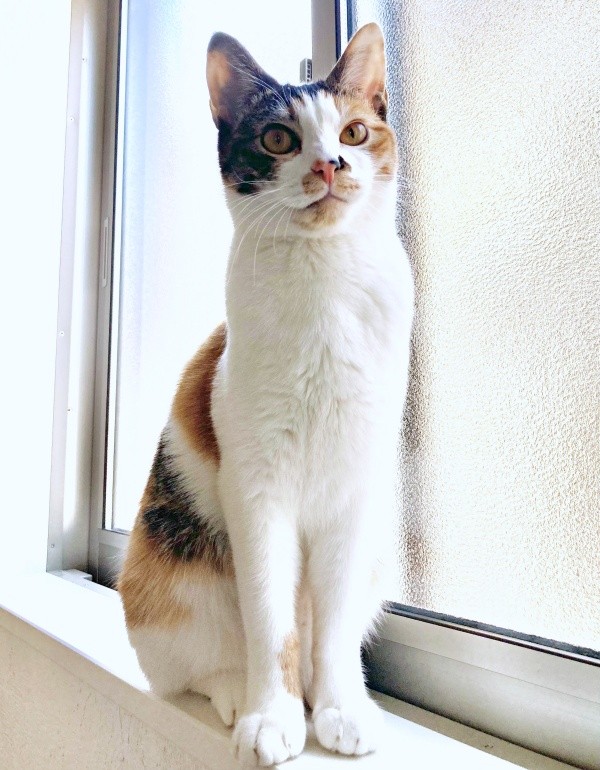 窓辺にたたずむむすびちゃん（画像提供：くろとらたきびさん）