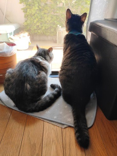 4月、はじめて横に並んだ2匹（信之さん提供）