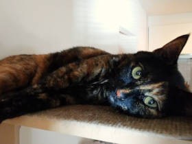 娘、愛猫の初“ペロッ”に大興奮　喜びの裏にある、子供なりの切ない気持ちが見え隠れ