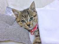 保護から2カ月経ったころ、安心した表情で横になるぴーちゃん（画像提供：単発0x0さん）