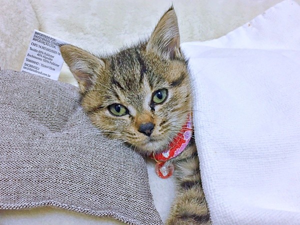 保護から2カ月経ったころ、安心した表情で横になるぴーちゃん（画像提供：単発0x0さん）