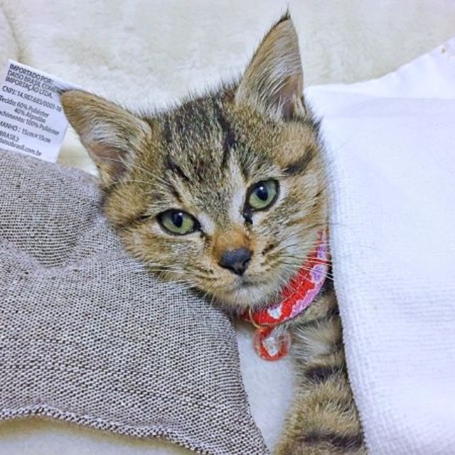 保護から2カ月経ったころ、安心した表情で横になるぴーちゃん（画像提供：単発0x0さん）