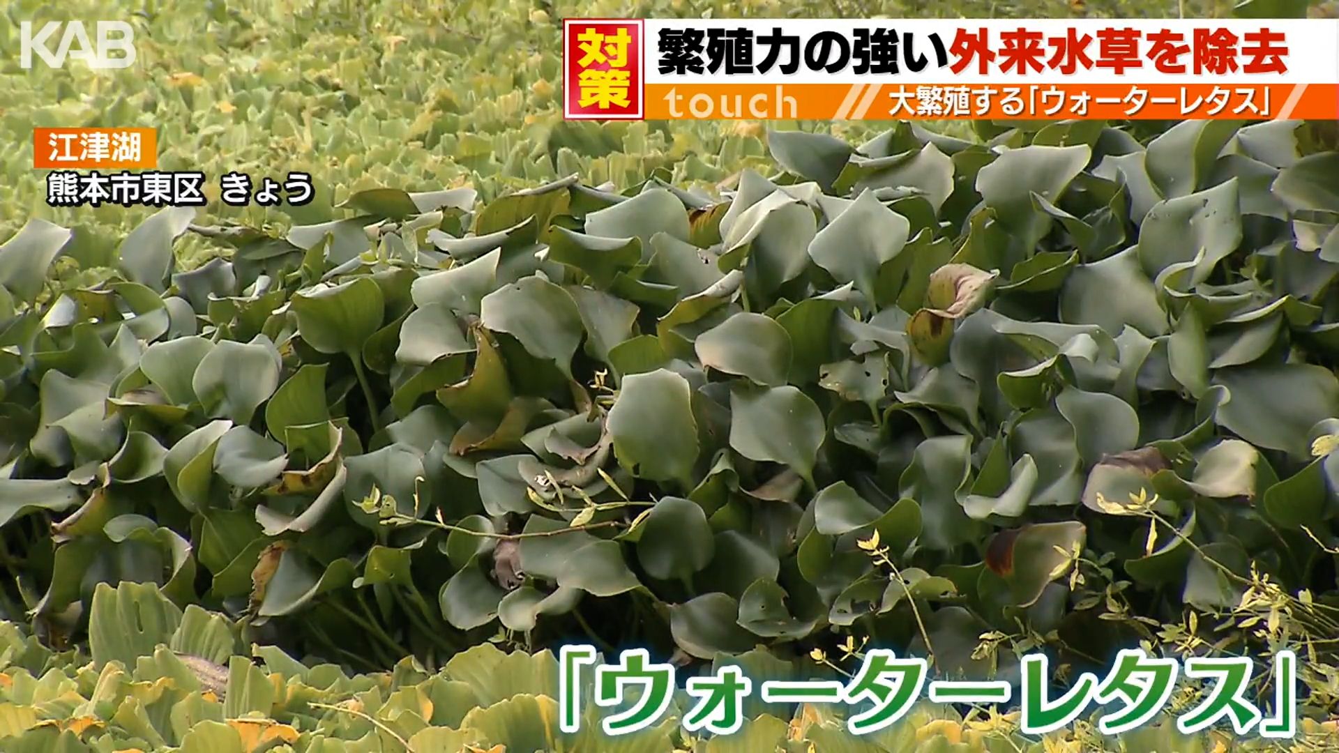 江津湖周辺で大繁殖 ウォーターレタスなど外来水草を撤去 | KAB ONLINE