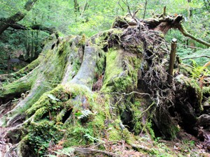 世界遺産・屋久島が模索する「経済と環境のバランス」の着地点