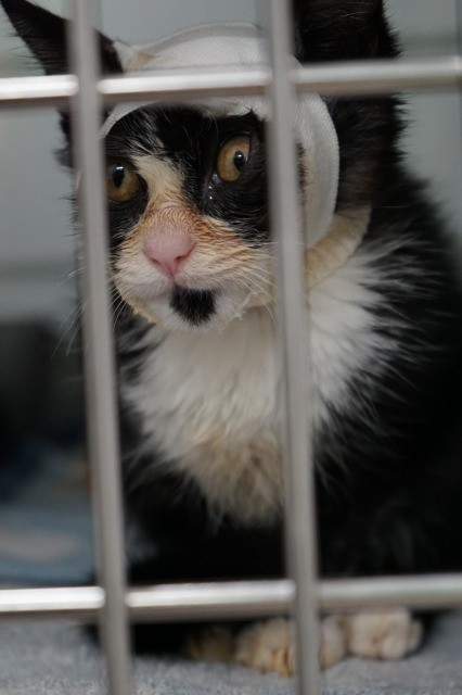 岡本さんに保護されて、瀕死の状態から奇跡の回復を遂げたウッキーくん。頭のけがも回復してきた（提供写真）