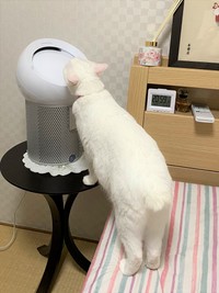 まるでシロクマ？！大きくなったユキちゃんの後ろ姿