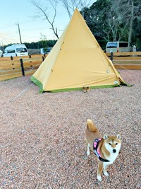 初キャンプに挑戦したまろんちゃん（画像提供：シヴァイヌ まろんさん）