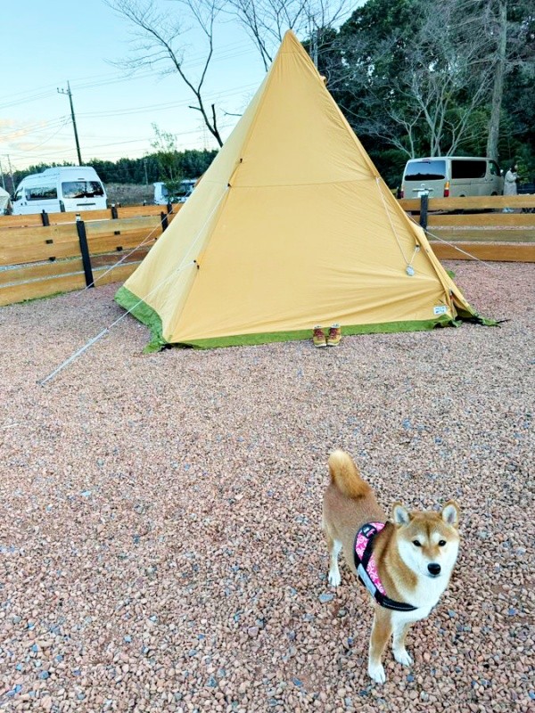 初キャンプに挑戦したまろんちゃん（画像提供：シヴァイヌ まろんさん）