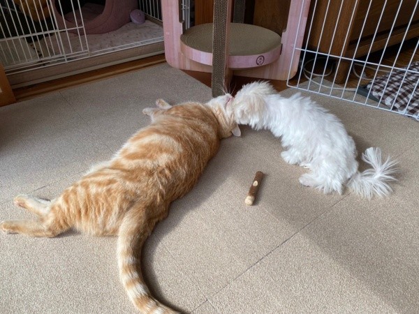 寝そべるきーすけくん、鼻チューするポッケちゃん（画像提供：ポッケちゃん）