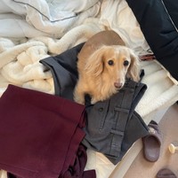 着替えの服をおくとすかさず乗ってくるのだそう（画像提供：ちゃちゃさん）